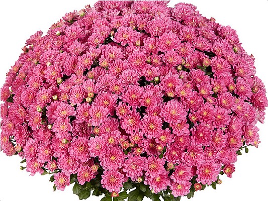 Хризантемы Ditto Dark Pink черенок 25 грн ожидается